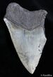 Bargain Inch Megalodon Tooth #2821-1